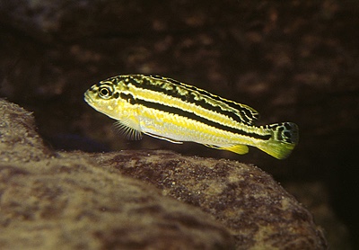 Melanochromis mossambiquensis 'Minos Reef'